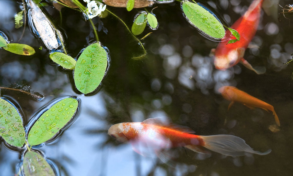 Les poissons purifient l'eau de culture des plantes