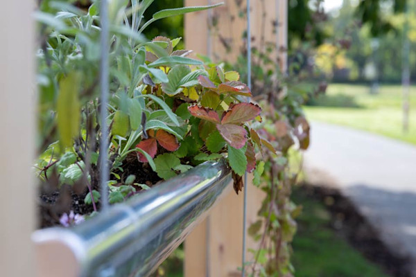 Un potager de gouttière 