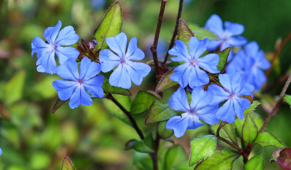 23 fleurs bleues pour colorer son extérieur - Jardiland