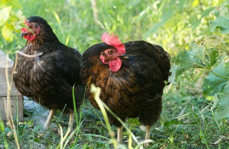 Top 5 des meilleures poules pondeuses - Jardiland