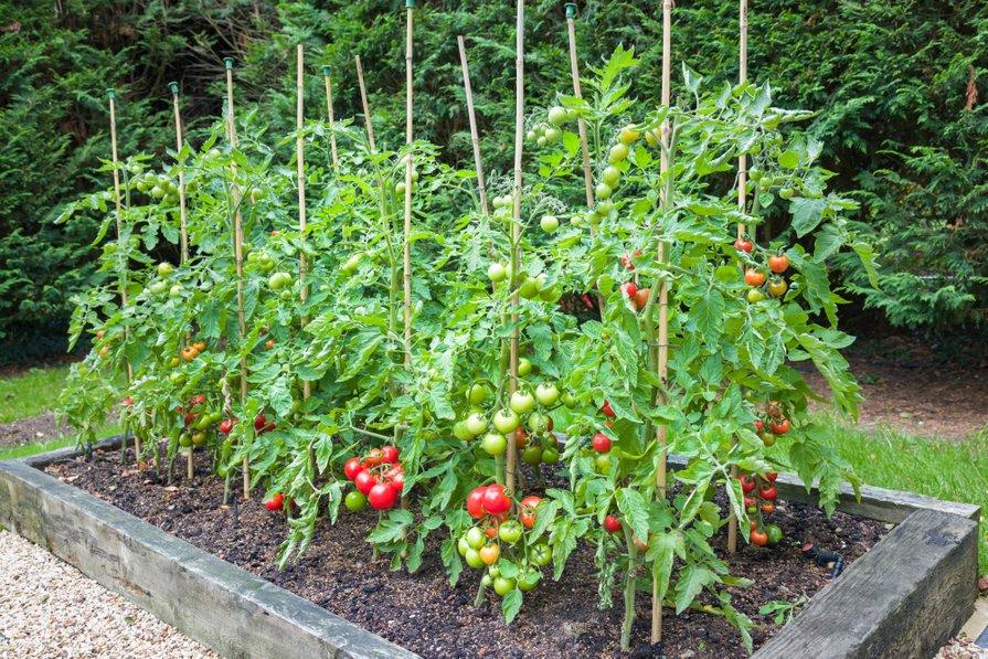 Tuteur modulable pour Tomate et plantes grimpantes 
