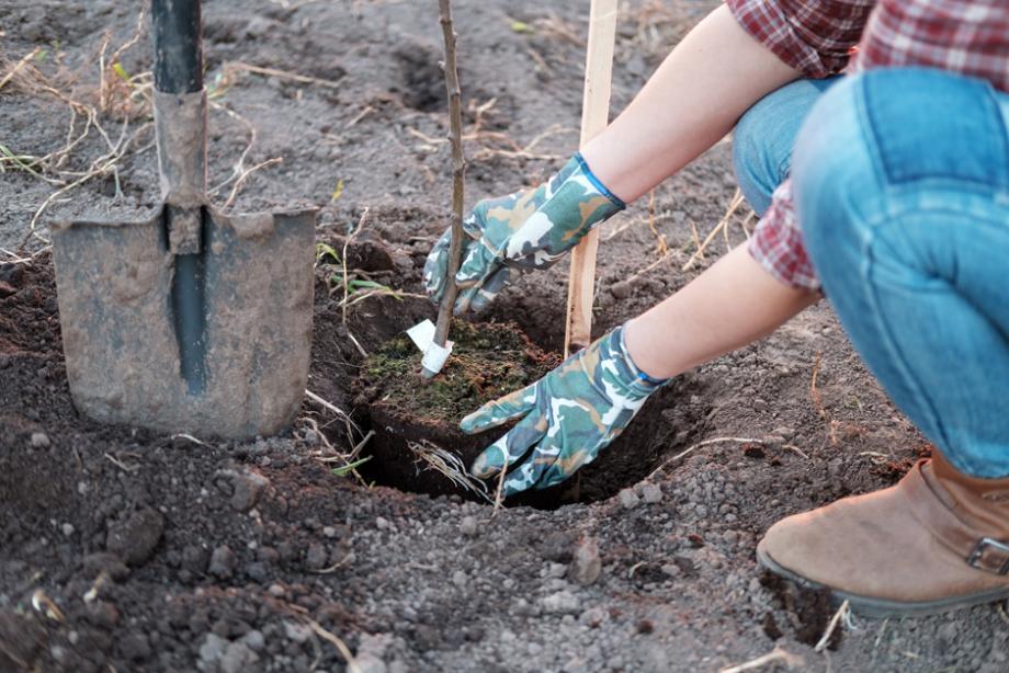 Planter arbre fruitier