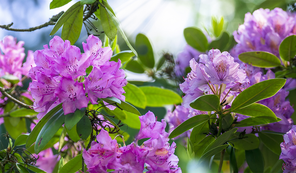 Rhododendron