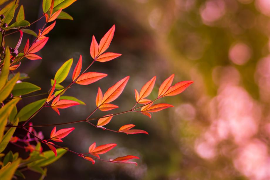 Nandina ou bambou sacré