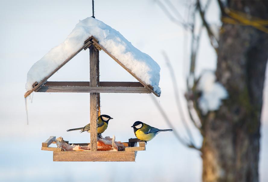 Comment fabriquer une mangeoire pour oiseaux du jardin en bois ?