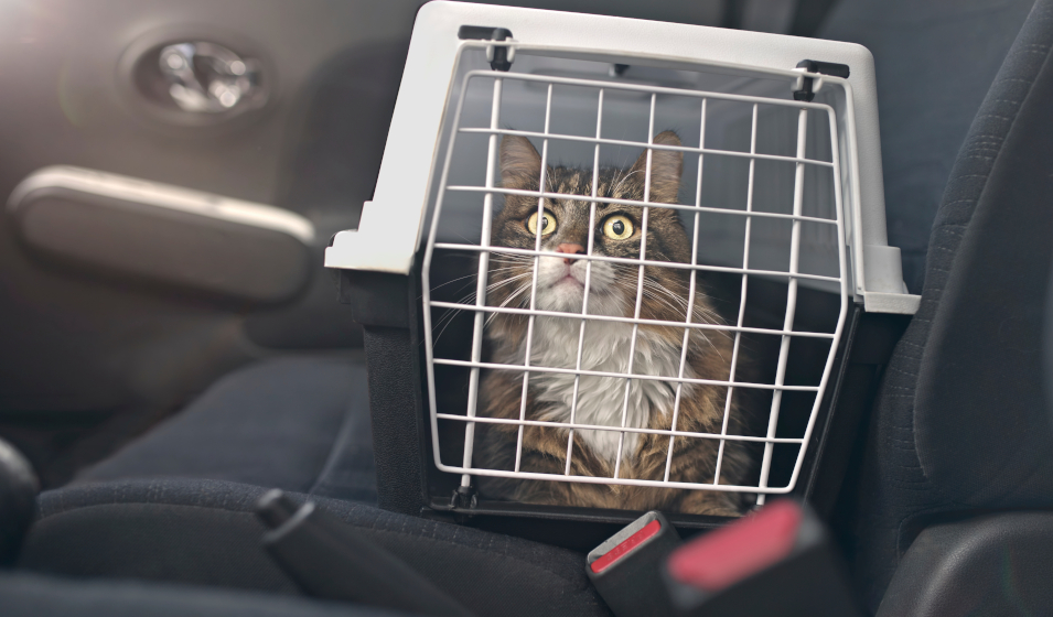Comment choisir sa cage de transport pour chat en 2024 ?