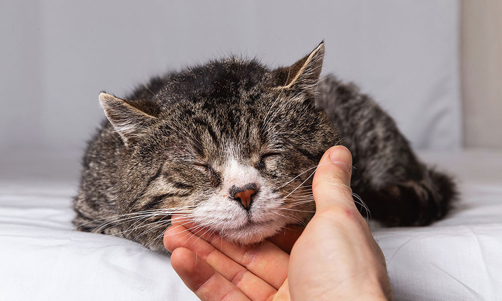 Un chat bien chouchouté restera plus longtemps à vos côtés ...