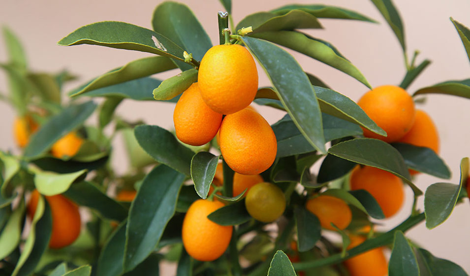 Le kumquat (Fortunella margarita)