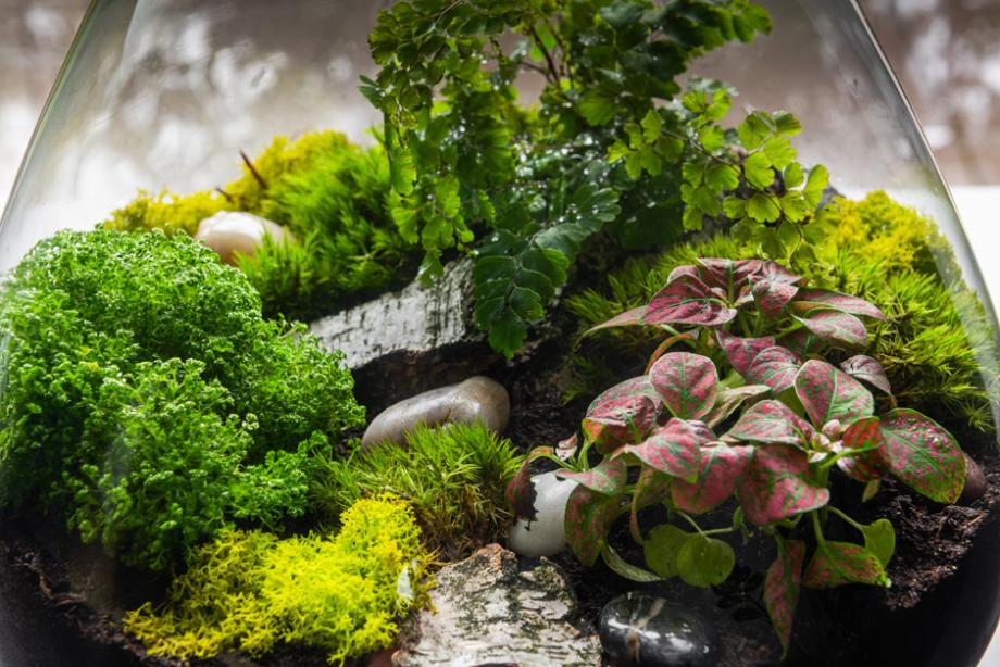 Engrais plantes vertes et fleuries d'intérieur en flacon de 1 L : Engrais  plantes d'intérieur Botanic® maison - botanic®