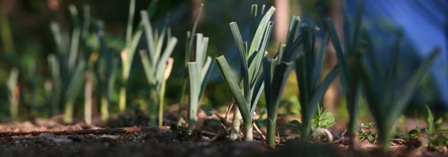 Épointer les feuilles des poireaux pour éviter les contacts avec le sol mouillé