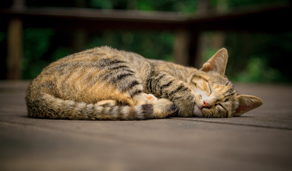 Dans quels cas changer la nourriture de son chat ?