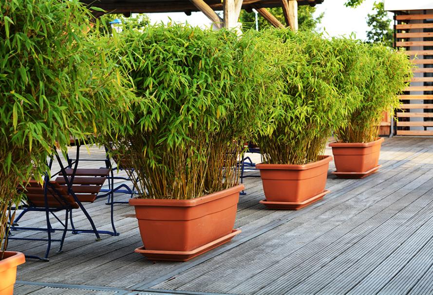 Choisir un bambou pour un pot ou une jardinière - Gamm vert