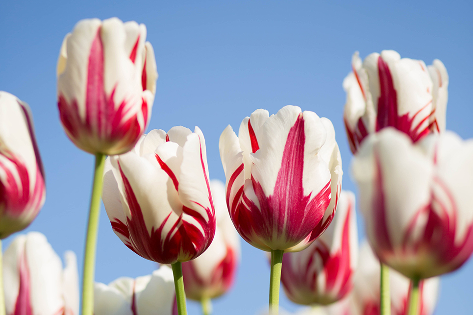 Espèces et variétés de tulipe