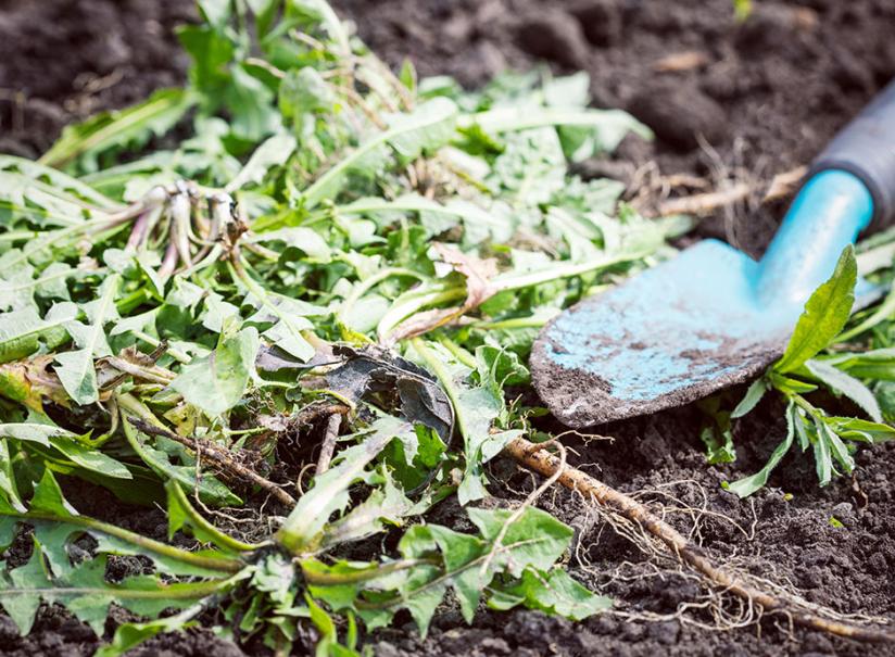 7 façons de désherber efficacement les mauvaises herbes - Gamm vert