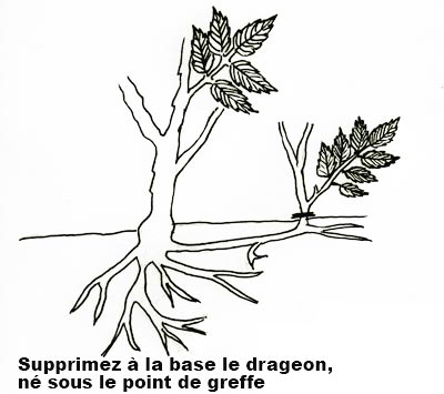 Supprimer les drageons du rosier
