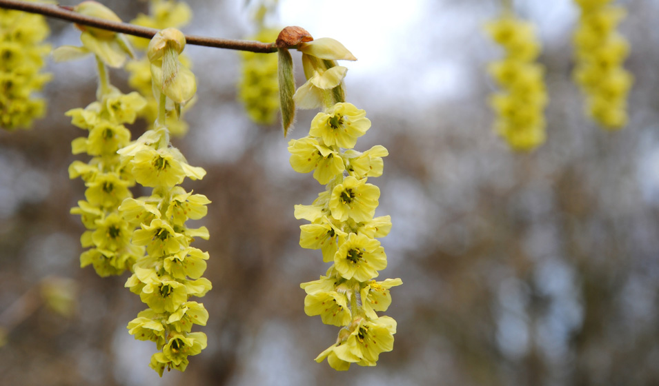 Le corylopsis