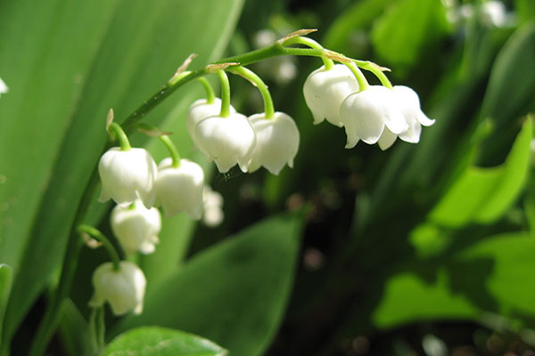 La fleur de muguet est en grappe
