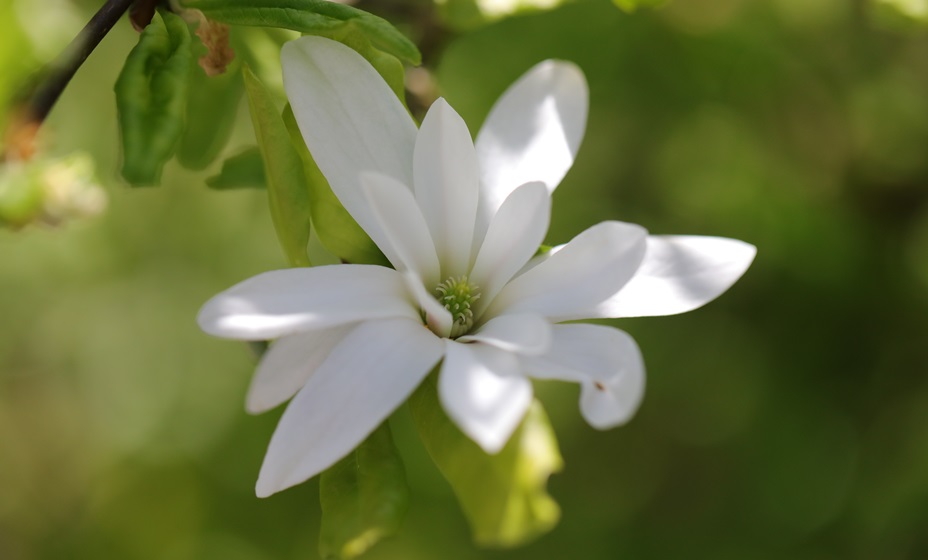 magnolia étoilé