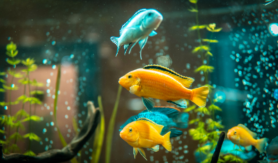 Top 5 des meilleurs éclairages pour aquariums [Comparatif et avis] - Mon  Aquarium