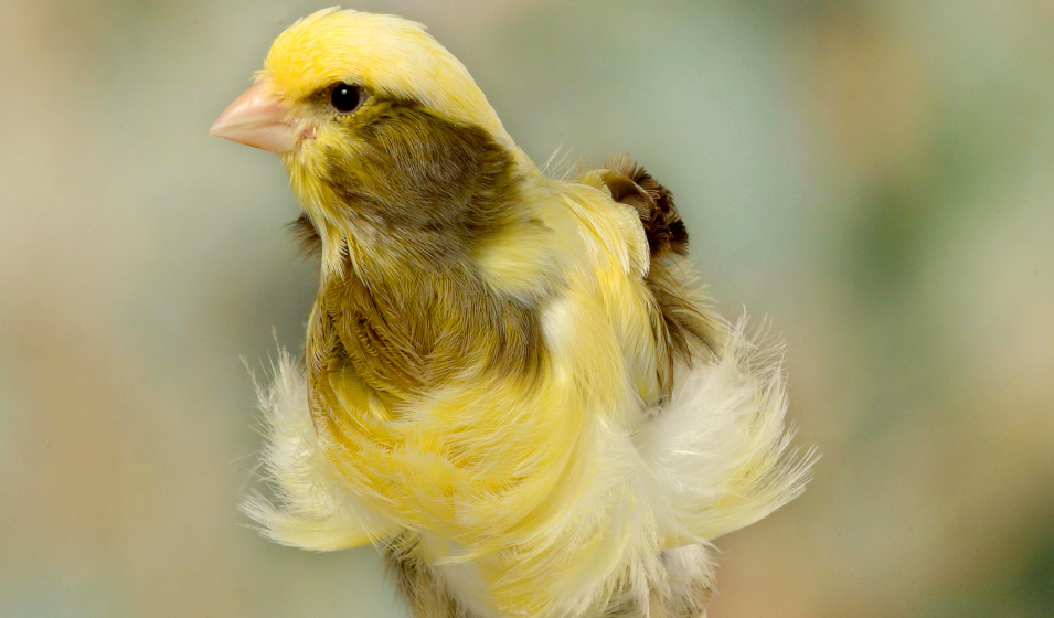 Canari frisé