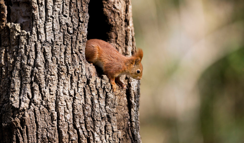 Comment les écureuils font-ils pour retrouver les cachettes de