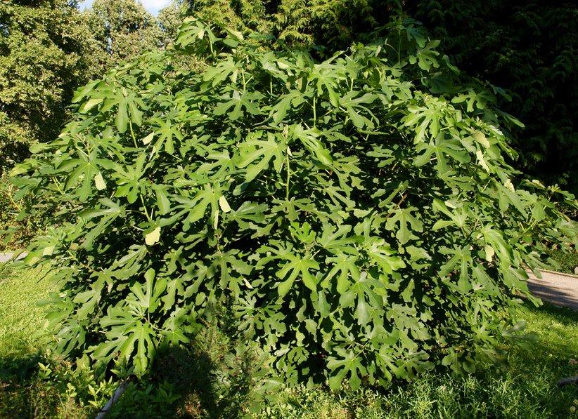 Le figuier peut être planté en sol argileux