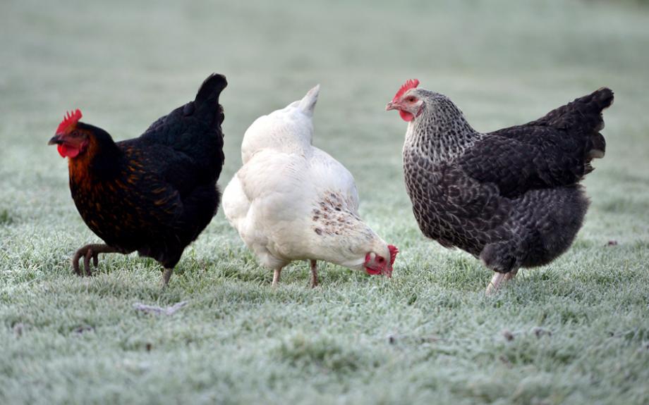 Idées cadeaux de Noël pour les poules
