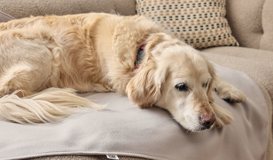 Un golden retriever couché sur une couverture pour chien Pure Family
