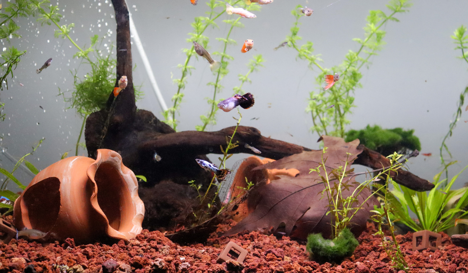 acuario antiguo