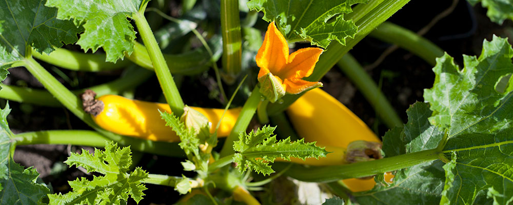 Courgette jaune ou verte, toujours aussi facile !
