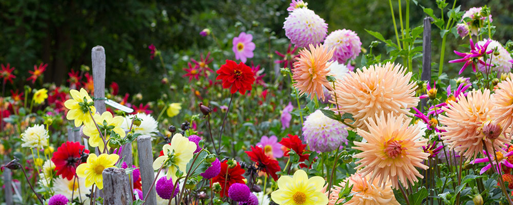 Les dahlias, les stars des jardins d'antan