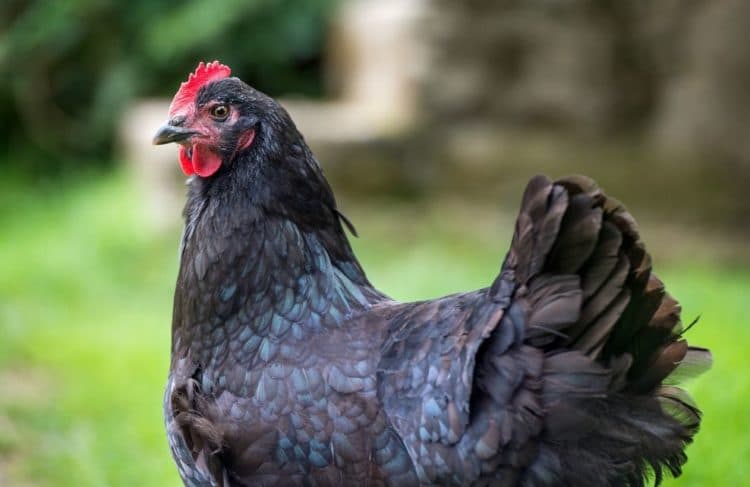 Top 5 des meilleures poules pondeuses - Jardiland