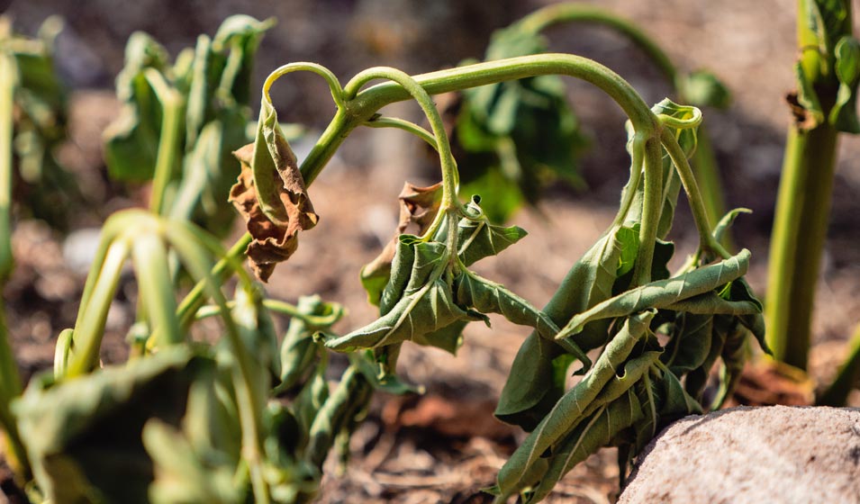 Le potager de la soif