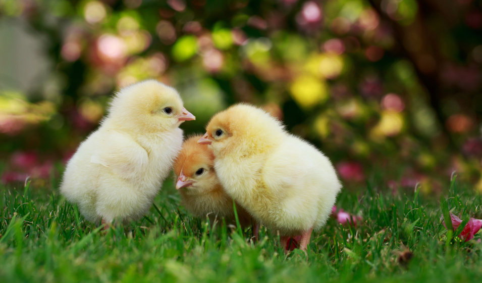 Savoir bien nourrir un poussin est essentiel à sa croissance !