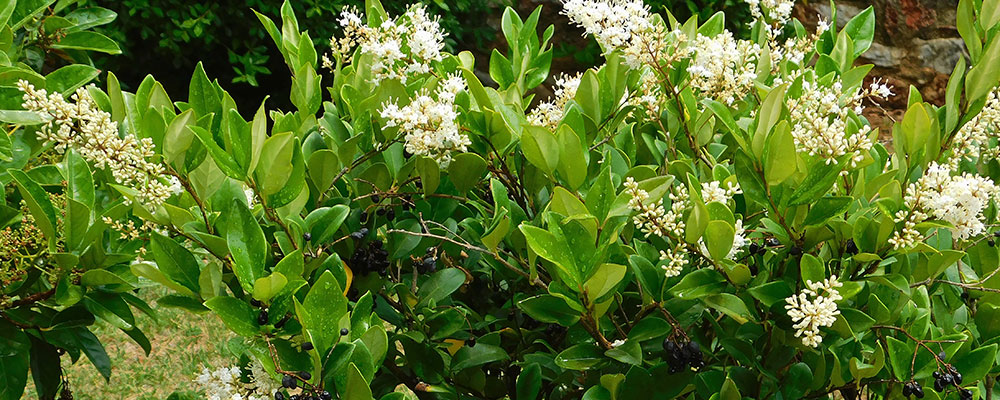 Ligustrum texanum