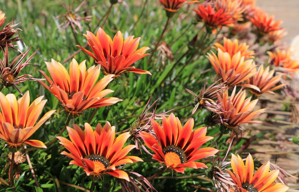 Le Gazania