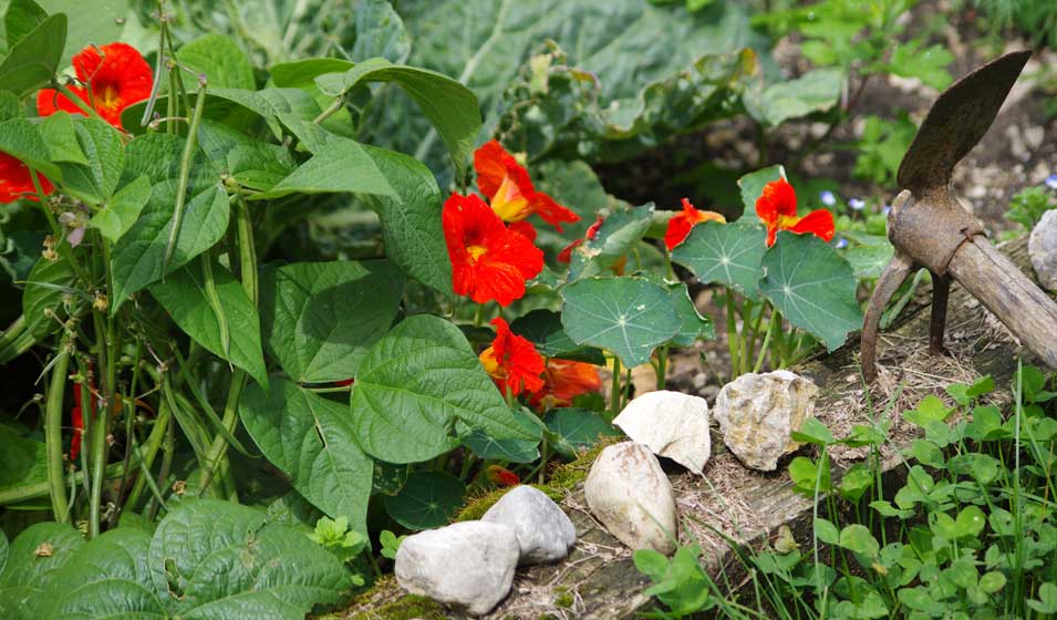 Capucine s'invite au potager