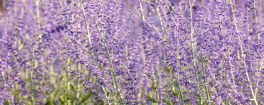 Perovskia ‘Blue Spire’