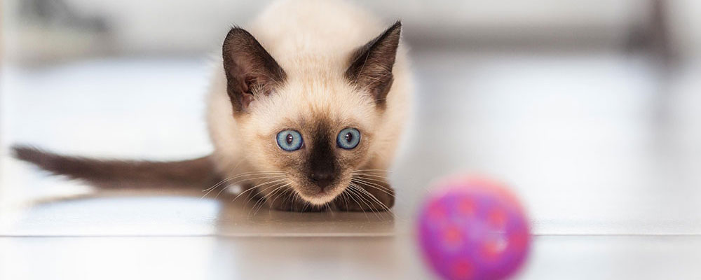 Le chat a un instinct de chasseur et prendra plaisir à pourchasser ses balles