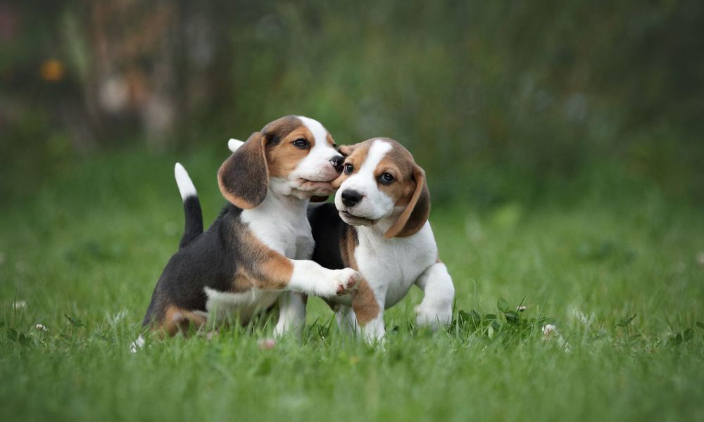 Voici Choco et Caramel, 2 bouts de chien Ă naĂźtre en 2027 !