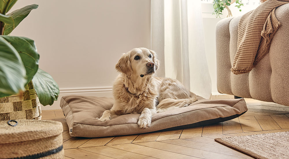 Coussin chien responsable Taupe L - Pure Family