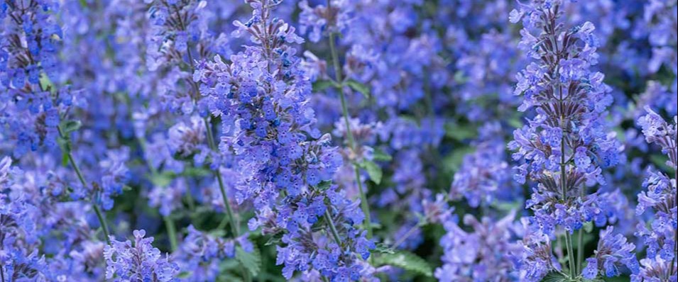 Un bleu qui résiste avec les nepetas