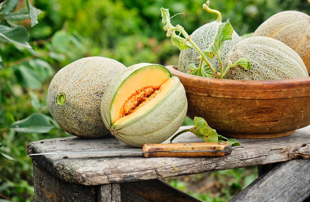 d-couvrez-les-bienfaits-du-melon-jardiland