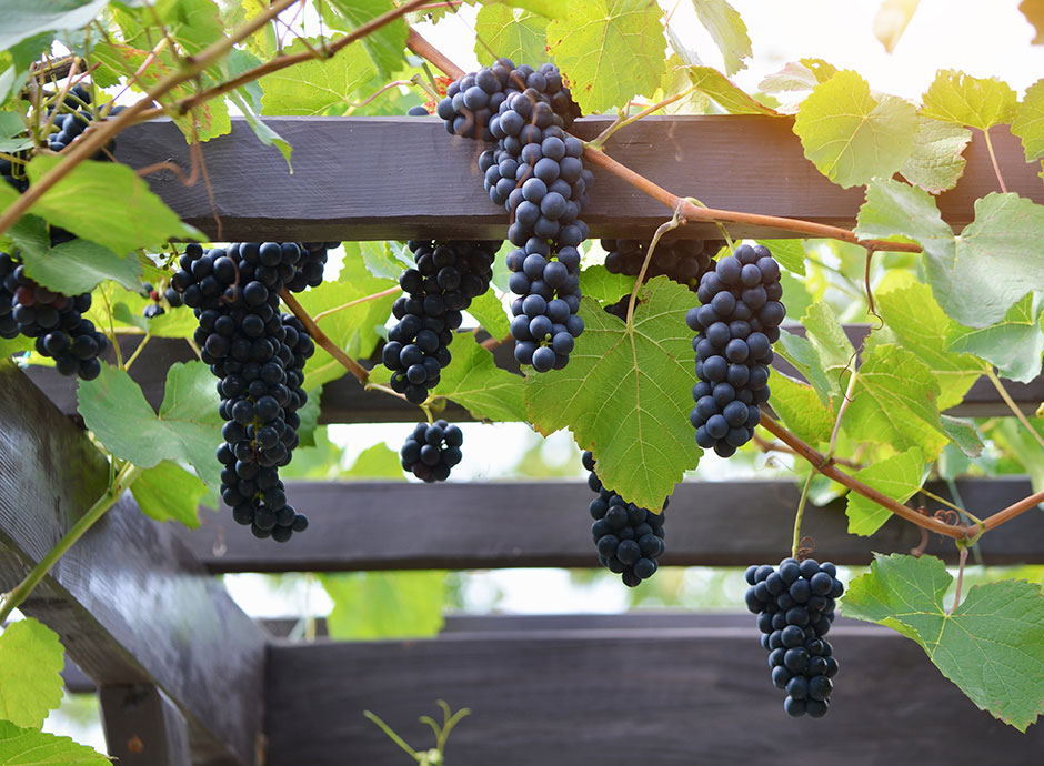 Vigne : une grimpante dcorative et productive - Gamm vert