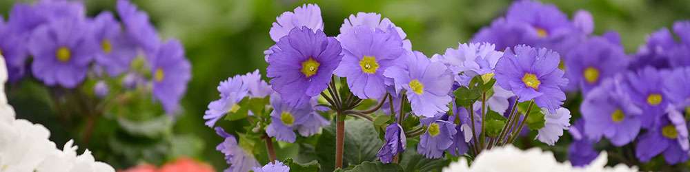 Primula