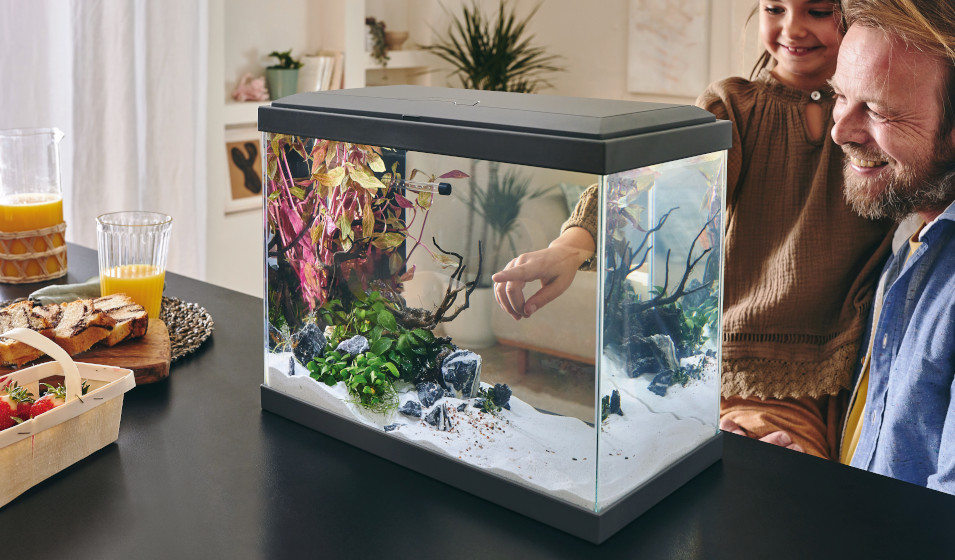 Nano aquarium et petit aquarium 