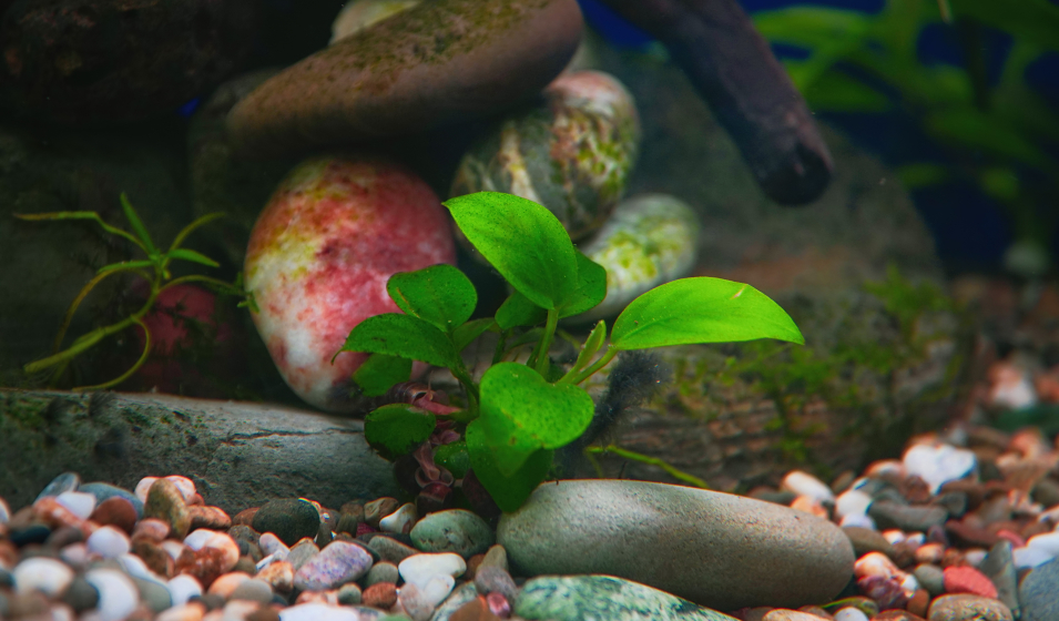 Les 8 meilleures plantes de premier plan pour aquarium