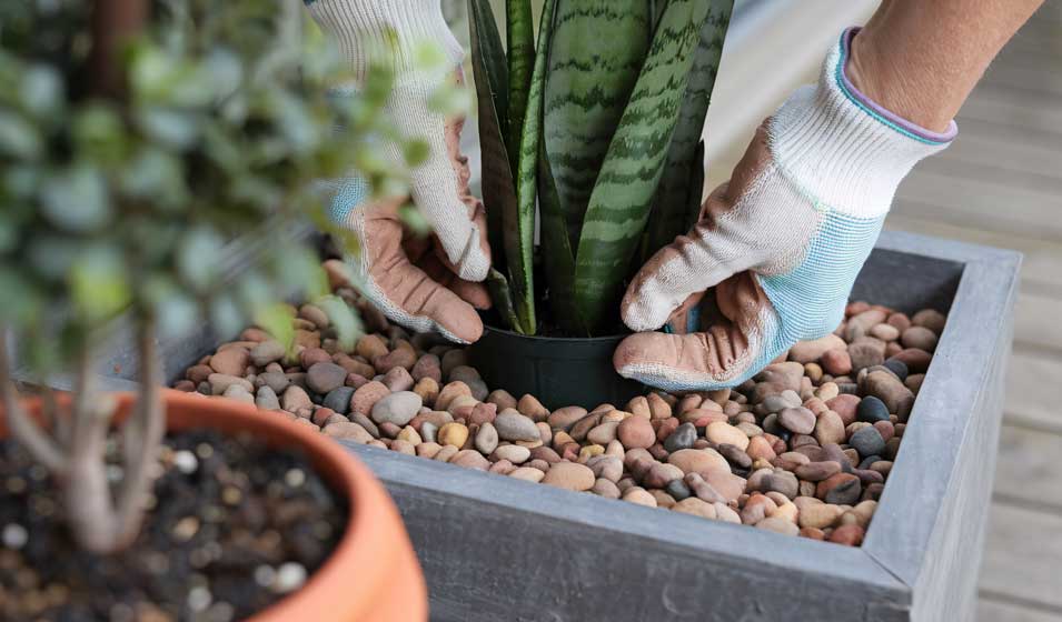 Droit dans le pot