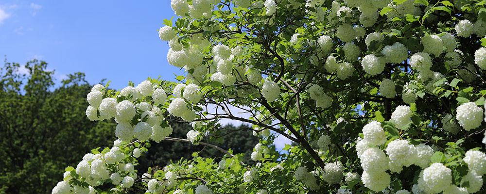 Sa similarité aux boules de neiges n'est pas trompeuse, le Viburnum opulus Roseum résiste jusqu'à -35 degré.  
