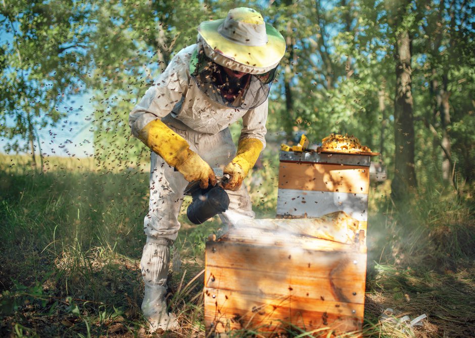 Comment bien débuter en apiculture ? - Gamm vert